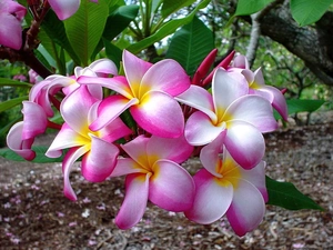 Flowers, white, Pink