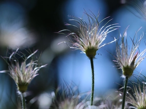 Flowers, pasque, Plants