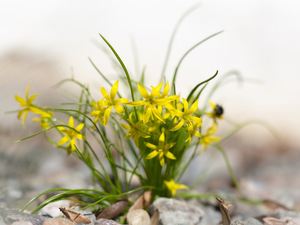 Yellow gold plating, Yellow, Flowers