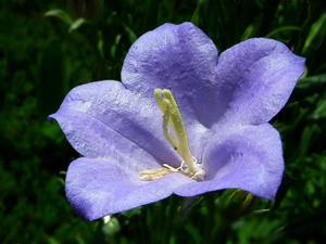 Platycodon, nature, Colourfull Flowers