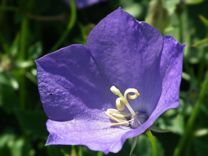 Platycodon, nature, Colourfull Flowers