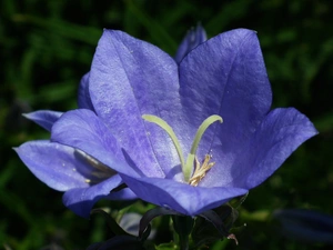 Platycodon, nature, Colourfull Flowers