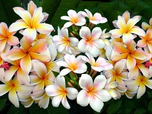 Flowers, Plumeria
