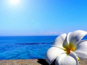 Plumeria, sea, Colourfull Flowers