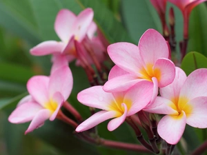 Plumeria, pale pink, Flowers