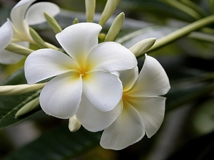 Colourfull Flowers, Plumeria, Leaf, White