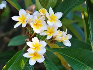 Plumeria, Flowers