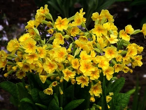 Flowers, primrose