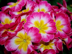 Primrose, color, flourishing, Flowers
