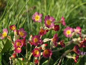 Flowers, primrose, primrose