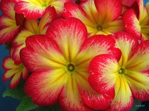 primrose, Yellow, Flowers, red