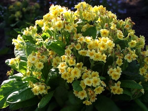 Flowers, primrose