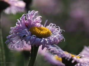 Flowers, Astra, purple