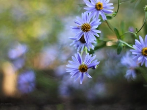 Flowers, Astra, purple