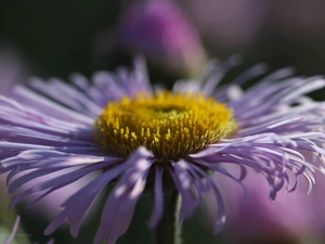 Flowers, Astra, purple