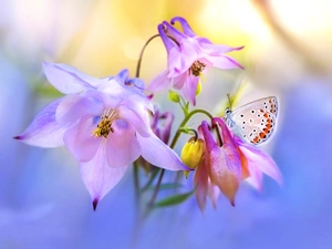 purple, butterfly, Close, Flowers