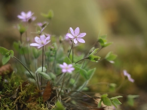 purple, Liverworts, cluster, Flowers