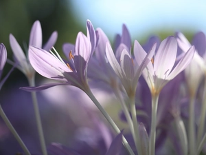 Flowers, colchicums, purple