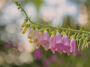 Purple Foxglove, Colourfull Flowers