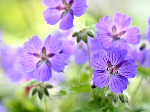 Flowers, geranium, purple