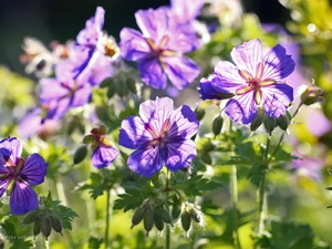 Flowers, geranium, purple