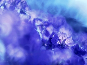 Flowers, geranium, purple