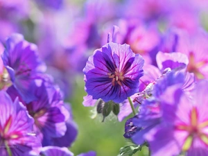 Flowers, geranium, purple