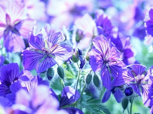 Flowers, geranium, purple