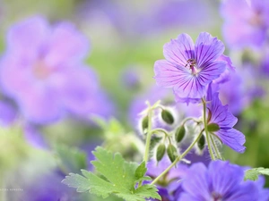 Flowers, geranium, purple