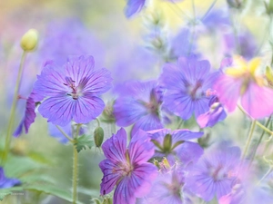 Flowers, geranium, purple