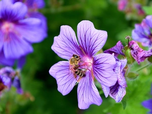 purple, bee, geranium, Flowers