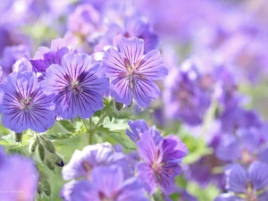 Flowers, geranium, purple