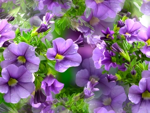 purple, petunias, graphics, Flowers