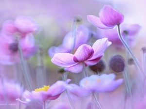 purple, Anemone Hupehensis, Flowers