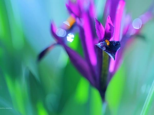 Flowers, Irises, purple
