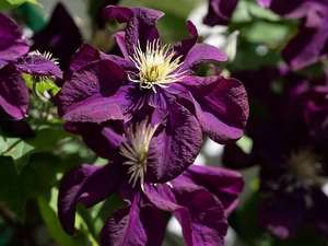 purple, Clematis, Leaf, Flowers