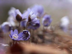 Flowers, Liverworts, purple