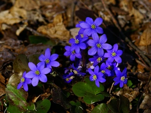 flowers, Liverworts, purple