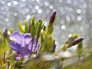 Flowers, myrtle, purple