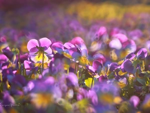 Flowers, pansies, purple