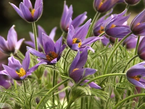 Flowers, pasque, purple