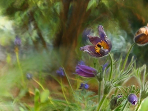 Flowers, pasque, purple