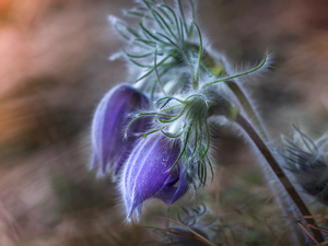 purple, Two, pasque, Flowers