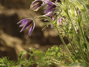 Flowers, pasque, purple