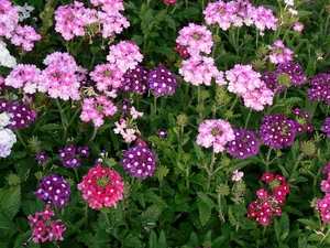 Flowers, Pink, purple