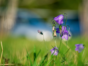 purple, ringtones, rapprochement, Flowers