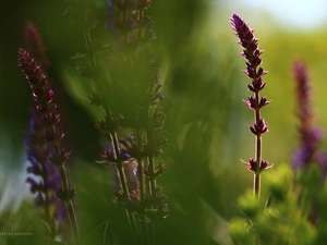 Flowers, Sage, purple