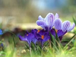 purple, Spring, Flowers, crocuses