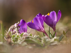 purple, Spring, Flowers, crocuses