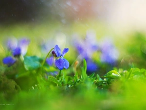 Flowers, Violets, purple